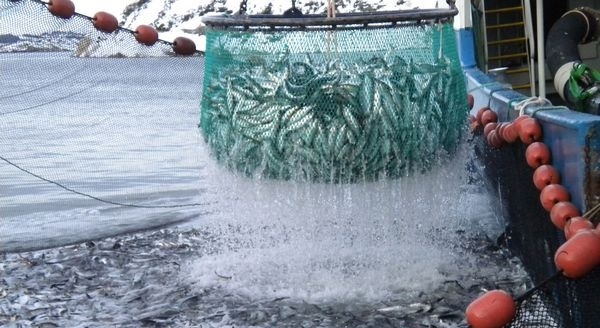 Sillfiske i Norge
