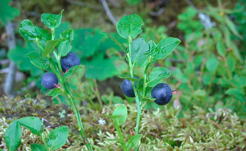 Blåbär