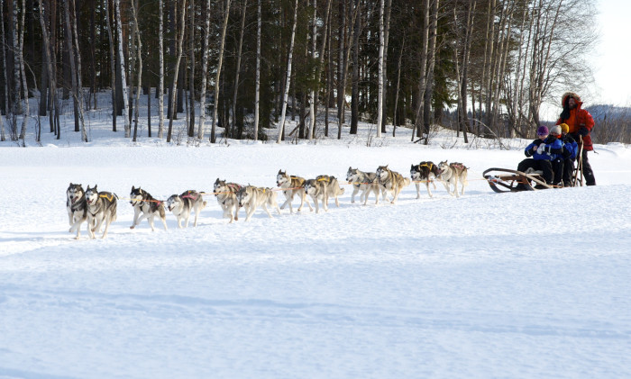 Gästnätter hundspann (1)