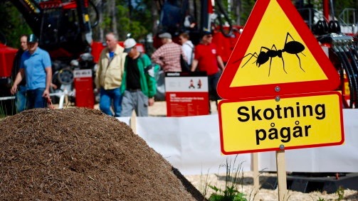 Nytt område för Skogsnolia