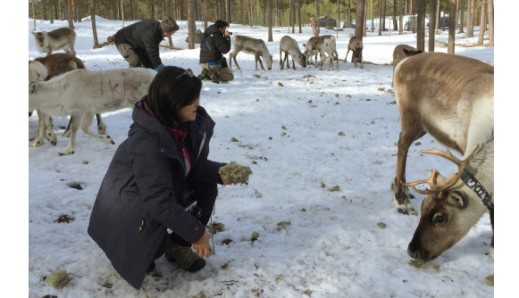 Jokkmokks turistrekord