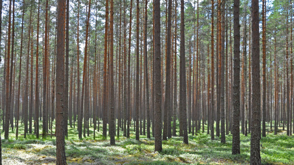 Grönt kol istället för svart