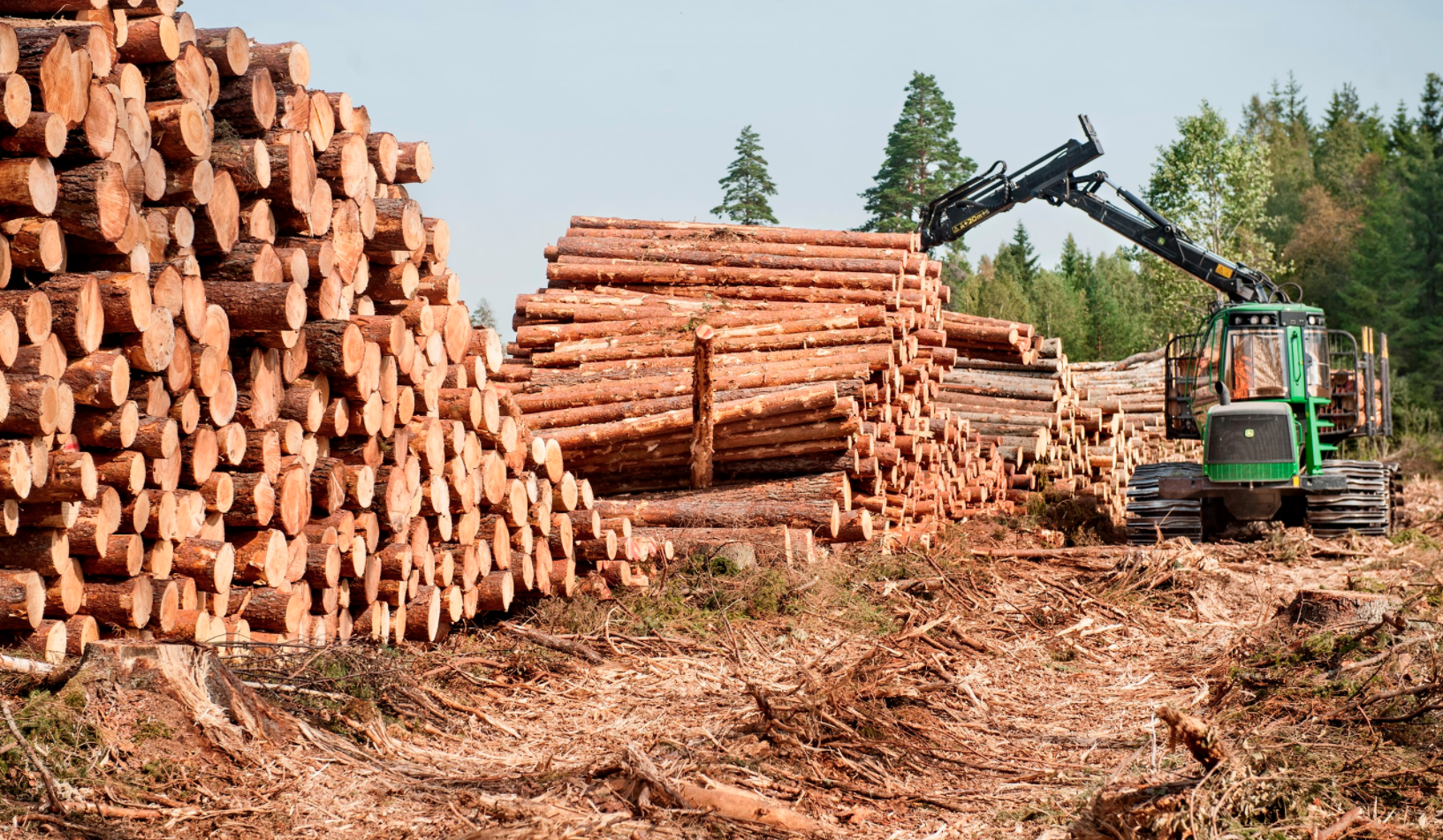 Skogsavverkning