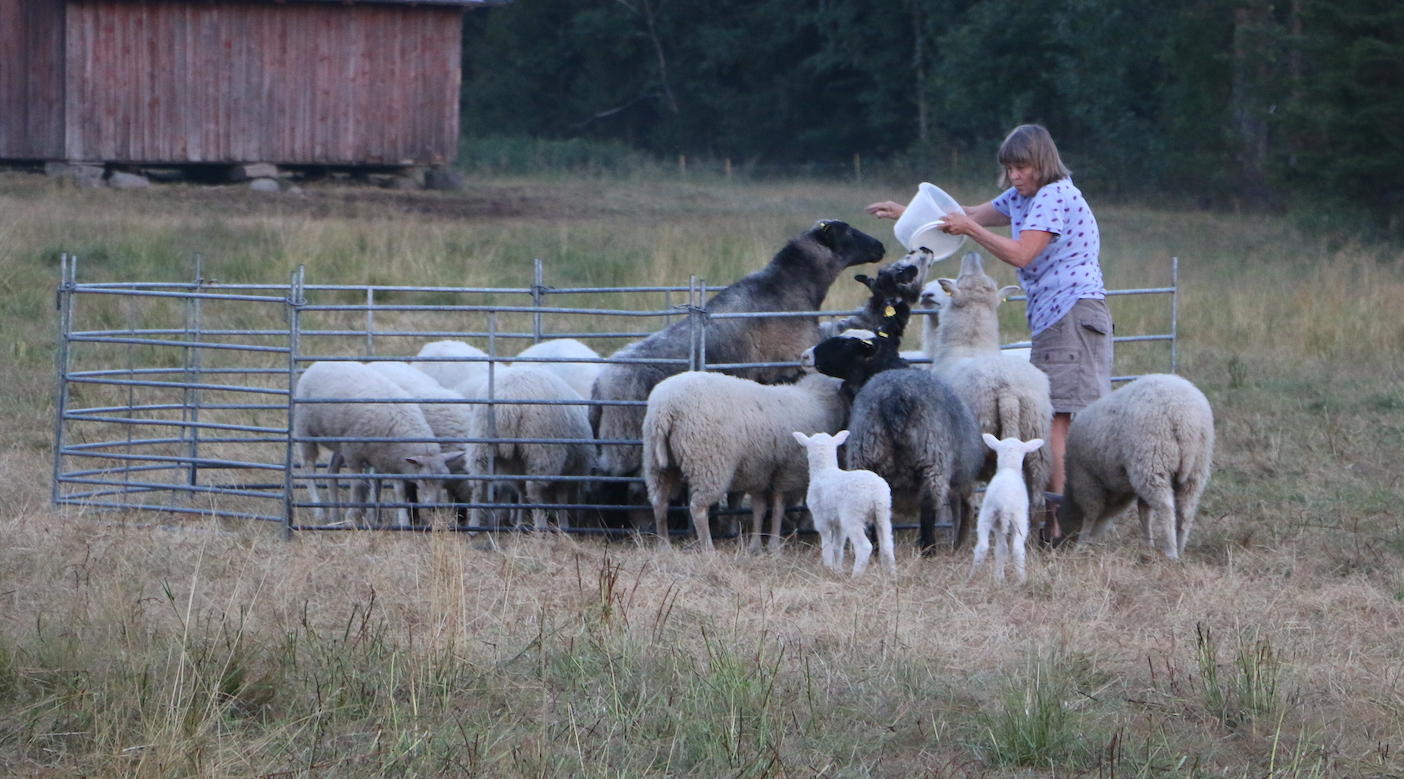 Annika Med Får