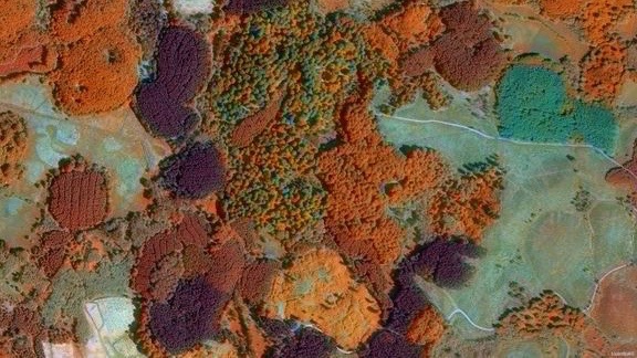 Skogsstyrelsens mobiltjänst