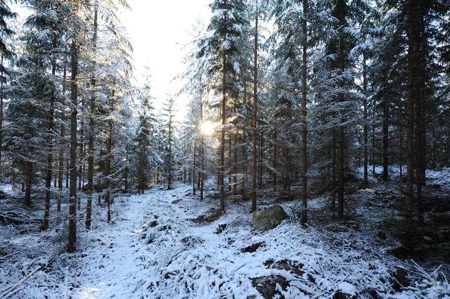 Skog Leif Öster Fotograf